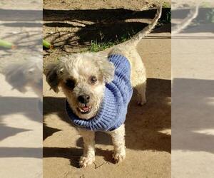 Poodle (Toy) Dogs for adoption in PIPE CREEK, TX, USA