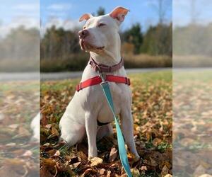 American Staffordshire Terrier-Unknown Mix Dogs for adoption in Orleans, VT, USA