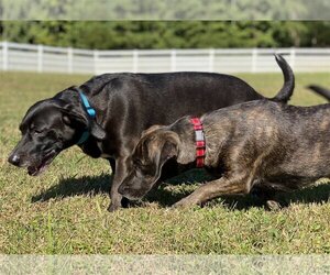Dachshund Dogs for adoption in Virginia Beach, VA, USA