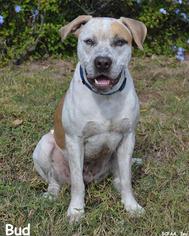 American Staffordshire Terrier-Unknown Mix Dogs for adoption in Webster, FL, USA