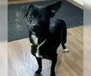 Chihuahua-Unknown Mix Dogs for adoption in Bristol, CT, USA