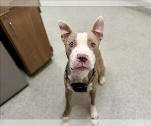 Mutt Dogs for adoption in Fort Collins, CO, USA