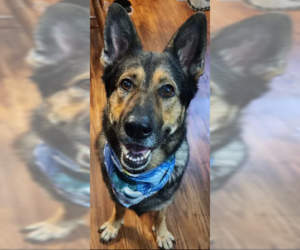 German Shepherd Dog Dogs for adoption in Rocky Point, NC, USA