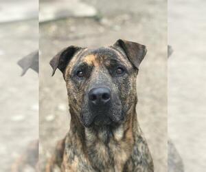 American Staffordshire Terrier Dogs for adoption in San Antonio, TX, USA