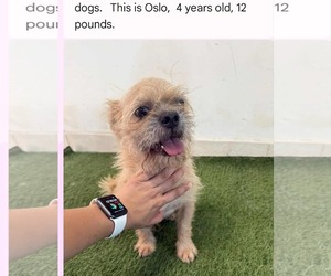 Brussels Griffon-Unknown Mix Dogs for adoption in Minneapolis, MN, USA