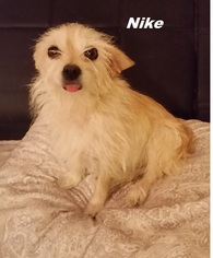 Pomeranian-Unknown Mix Dogs for adoption in Chandler, AZ, USA