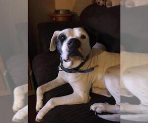 American Bulldog-Unknown Mix Dogs for adoption in Bladensburg, MD, USA