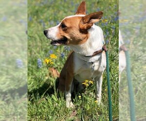 Australian Kelpie-Basenji Mix Dogs for adoption in Houston, TX, USA