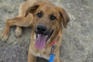 Golden Retriever Dogs for adoption in Denver, CO, USA