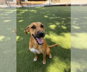 Mutt Dogs for adoption in Hilton Head, SC, USA