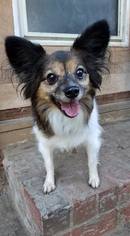 Papillon Dogs for adoption in FAIRLAWN, OH, USA