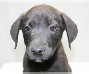Labrador Retriever Dogs for adoption in Oxford, MS, USA