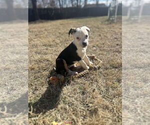Mutt Dogs for adoption in Greenville, SC, USA