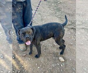 Boxer-Unknown Mix Dogs for adoption in San Diego, CA, USA