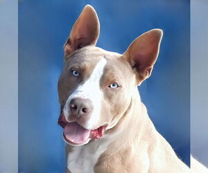 Staffordshire Bull Terrier Dogs for adoption in Pasadena, CA, USA