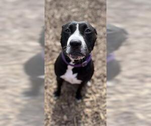 American Pit Bull Terrier Dogs for adoption in Saginaw, MI, USA