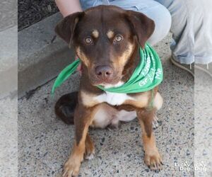 Beagle-Unknown Mix Dogs for adoption in Washington, DC, USA