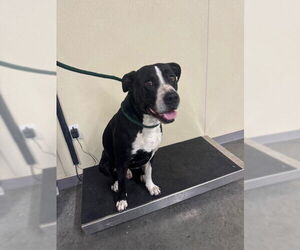 Great Dane-Unknown Mix Dogs for adoption in Orange, CA, USA