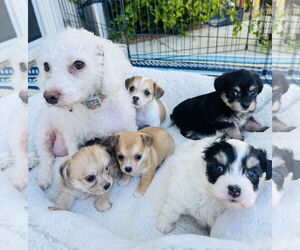 Mutt Dogs for adoption in Marina Del Rey, CA, USA