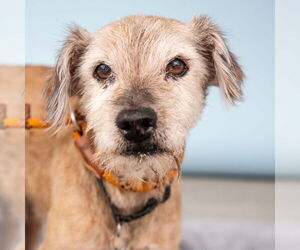 Mutt Dogs for adoption in Pasadena, CA, USA