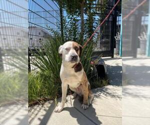 Catahoula Leopard Dog-Unknown Mix Dogs for adoption in Tracy, CA, USA