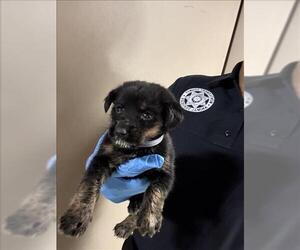 Labrador Retriever-Unknown Mix Dogs for adoption in Conroe, TX, USA