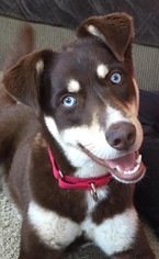 Alaskan Husky-German Shepherd Dog Mix Dogs for adoption in Gretna, NE, USA