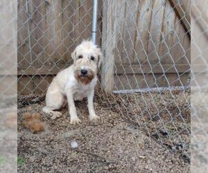 Mutt Dogs for adoption in Madison, WI, USA