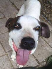 American Bulldog-Unknown Mix Dogs for adoption in Tampa, FL, USA