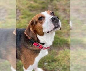 Black and Tan Coonhound-Labrador Retriever Mix Dogs for adoption in Shaftsbury, VT, USA