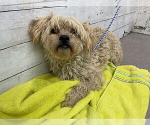 Maltese Dogs for adoption in San Bernardino, CA, USA