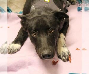 Border Collie Dogs for adoption in Eden Prairie, MN, USA