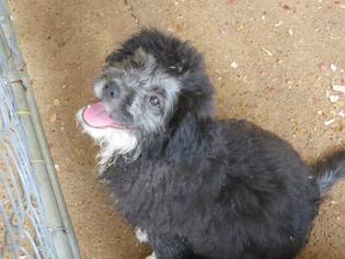 Bearded Collie Dogs for adoption in Longview, TX, USA