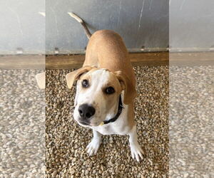 Mutt Dogs for adoption in Sterling, MA, USA