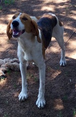 Treeing Walker Coonhound Dogs for adoption in Edmond, OK, USA