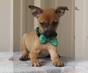Cairn Terrier Dogs for adoption in Bandera, TX, USA