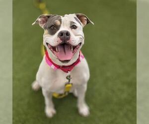 Mutt Dogs for adoption in Las Vegas, NV, USA