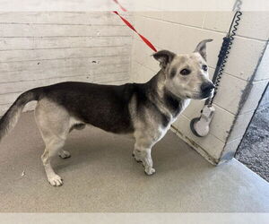 German Shepherd Dog Dogs for adoption in San Bernardino, CA, USA