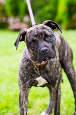 Small American Staffordshire Terrier-Boxer Mix