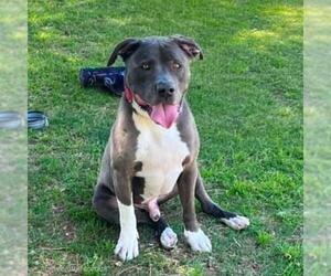 Mutt Dogs for adoption in Las Vegas, NV, USA