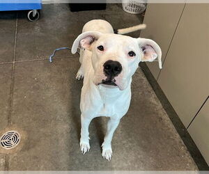 Dogo Argentino-Unknown Mix Dogs for adoption in Tavares, FL, USA