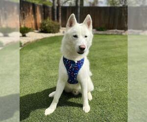 Siberian Husky Dogs for adoption in Bakersfield, CA, USA