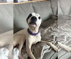 American Pit Bull Terrier-Unknown Mix Dogs for adoption in Spotsylvania, VA, USA