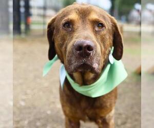 Labrador Retriever-Unknown Mix Dogs for adoption in San Antonio, TX, USA
