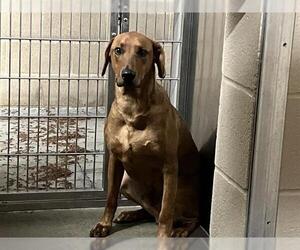 Doberman Pinscher-Vizsla Mix Dogs for adoption in Orange, CA, USA