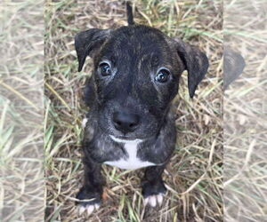 Black Mouth Cur-Labrador Retriever Mix Dogs for adoption in Alexander, AR, USA