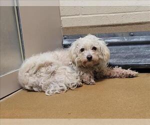 Mutt Dogs for adoption in Martinez, CA, USA