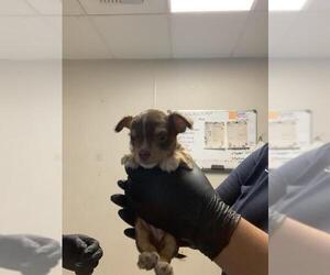 Cairn Terrier-Unknown Mix Dogs for adoption in Visalia, CA, USA