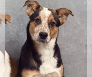 Mutt Dogs for adoption in HESPERIA, CA, USA