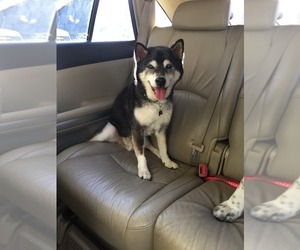Shiba Inu Dogs for adoption in Santa Clarita, CA, USA